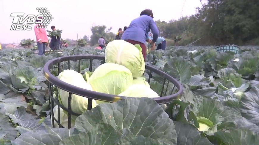 動員幫老農!10元高麗菜擱來啊 2萬顆隨便採