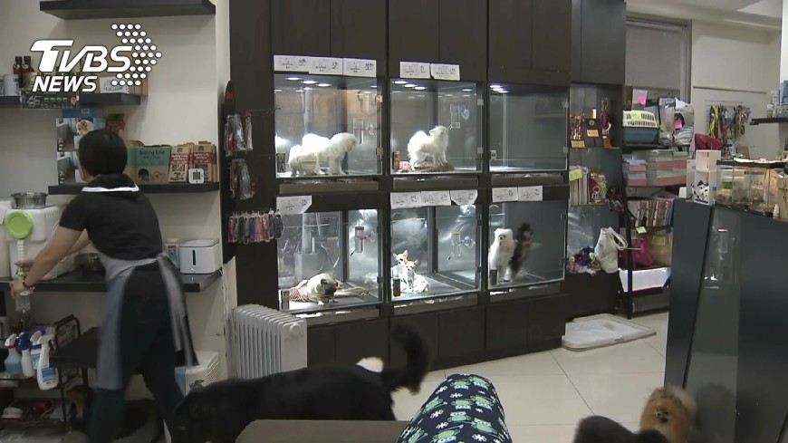流浪動物零撲殺　嘉義縣採6大配套