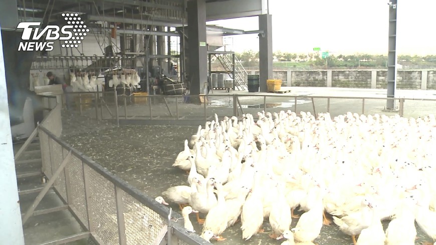 陸H7N9變異株出現抗藥性 別買活禽