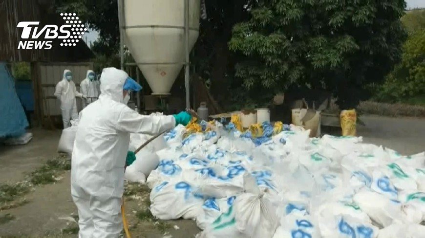 快訊／延燒！4禽場確診H5N2　將撲殺3萬家禽