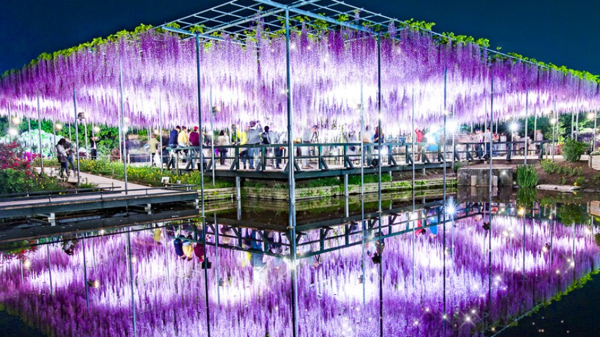 夜晚的紫藤花充滿奇幻色彩。 圖／易遊網提供