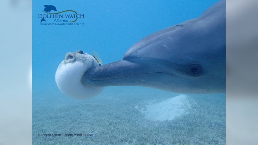 海豚以長鼻去戳河豚竟是為了「嗑藥」(圖／轉自臉書)