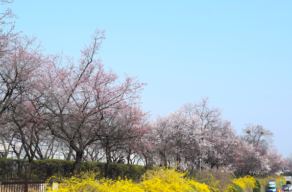 蔬食旅行者暢遊首爾，感受盛開櫻花的浪漫氣氛。／業者提供