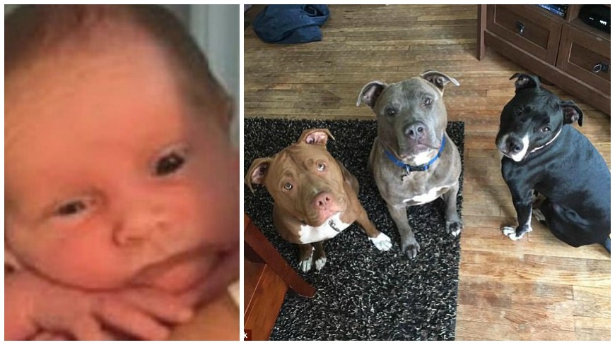 一名女嬰被獨留在家裡，遭家中3隻比特犬咬死。圖／截取自《每日郵報》