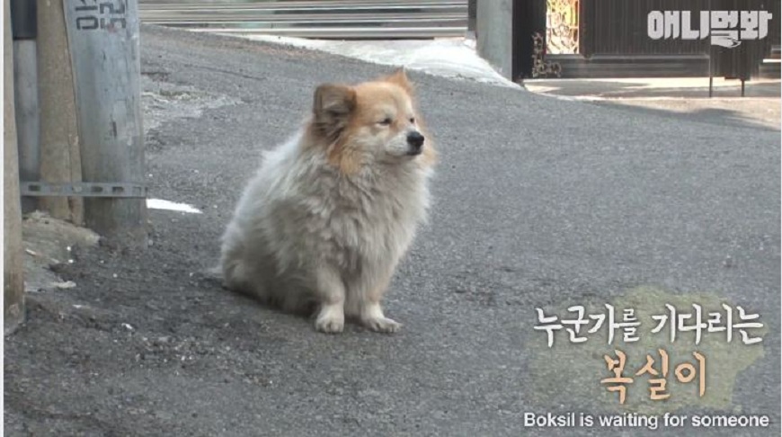 釜山有一隻忠犬「福實」，3年來一直在等腦溢血的老奶奶回家。(圖／翻攝自臉書粉絲團) 老奶奶腦溢血住進安養院　忠犬3年天天坐巷口等她回家