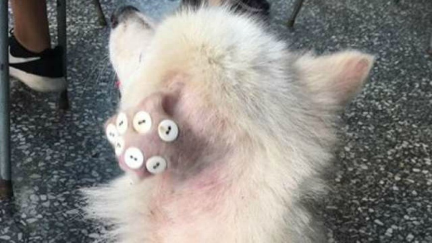 狗狗的耳朵被縫上鈕扣，遭誤會是虐狗。翻攝／爆料公社