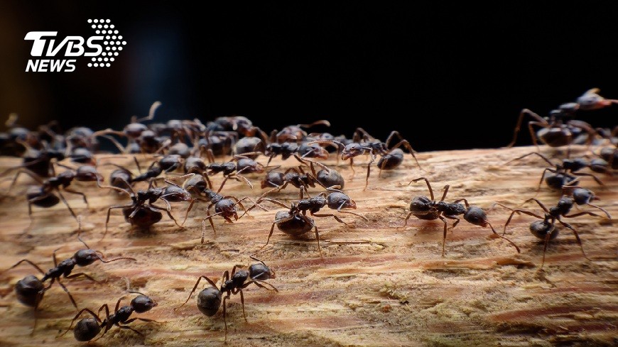女網友抱怨男友只顧養螞蟻不陪她，一氣之下把蟻巢丟了被分手，她發文討拍反被網友罵。(示意圖／TVBS)