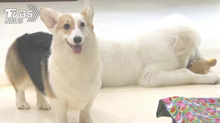 全國家犬絕育賽板橋奪冠　新北千餘狗絕育
