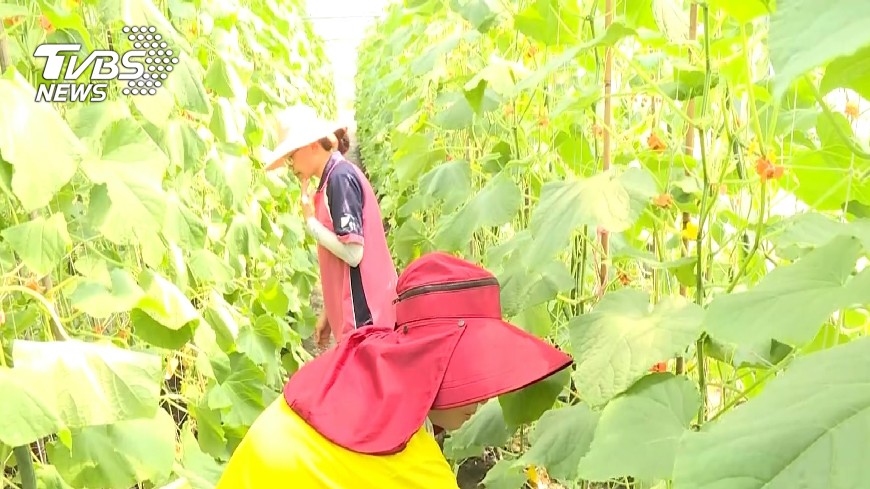 月薪上看40K！招募茶園管理員　盼青年洄游農村