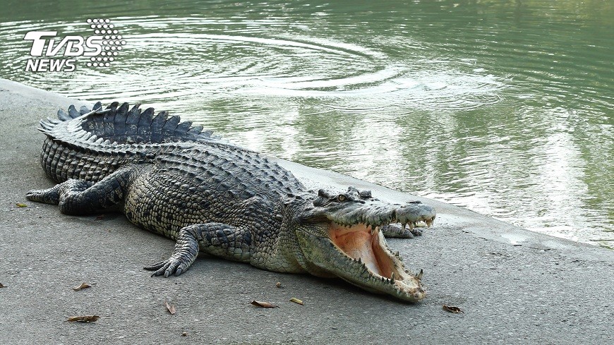 佛州一名遊民闖入池塘內洗澡，結果遭鱷魚攻擊咬傷，當地居民卻一面倒地同情鱷魚。(示意圖／TVBS)