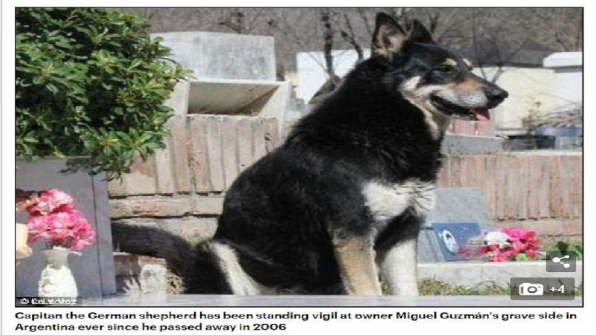 主人過世已經超過10年，阿根廷這隻忠犬仍每天到他的墓前守候。(圖／翻攝自每日郵報)