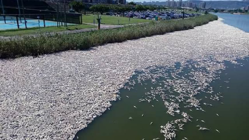 基隆河死魚飄惡臭 李富城:若爆傳染病柯P下台