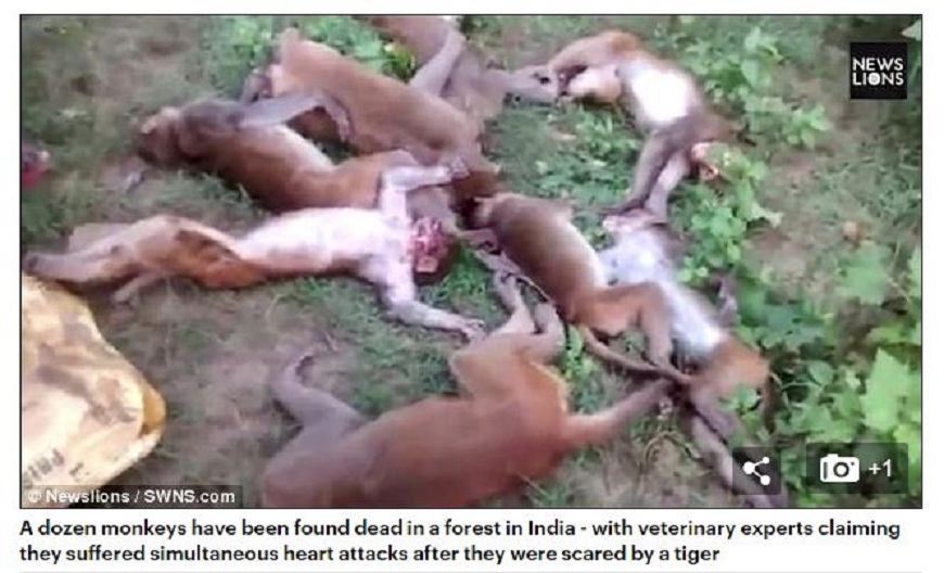 印度北部突然發生12隻野生猴子集體心臟病發死亡的情況，懷疑恐是被老虎的咆嘯聲嚇死。(圖／翻攝自每日郵報)