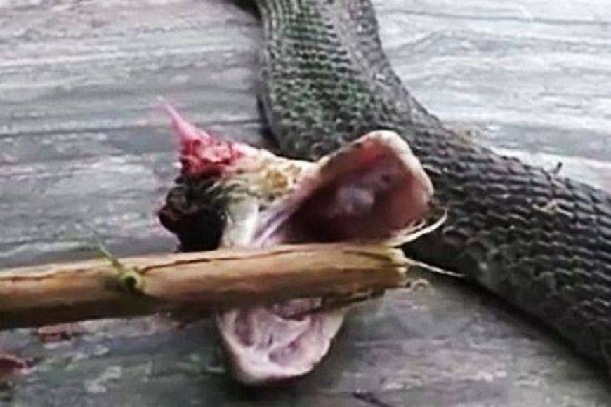 一名餐廳老闆娘在處理蛇的屍體時，突遭斷頭的眼鏡蛇頭咬傷險喪命。(圖／翻攝自陸網)