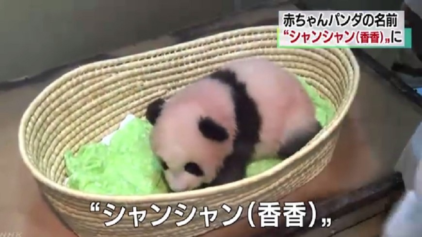  日本上野貓熊寶寶　確定叫「香香」