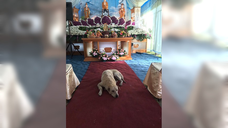 南投埔里一名婦人日前因車禍過世，她飼養10多年的狗狗趴在靈堂前悲鳴不已。(圖／翻攝自南投縣議員廖志城臉書)