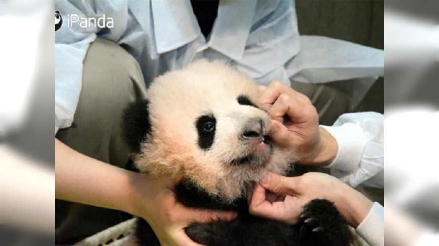  上野動物園小貓熊命名　中日決定叫「香香」