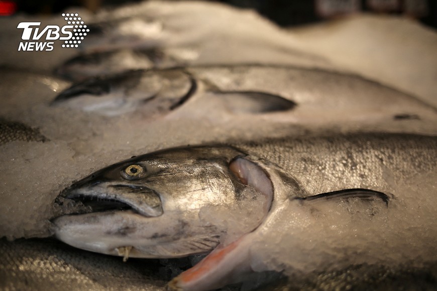 颱風亂迴游生態北海道 秋鮭 產量大減 漁獲 新低 Tvbs新聞網