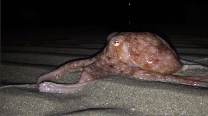 英國威爾斯一處沙灘近來有大批章魚上岸到沙灘，怪異景象讓民眾擔心：世界末日要來了？(圖／翻攝自臉書)