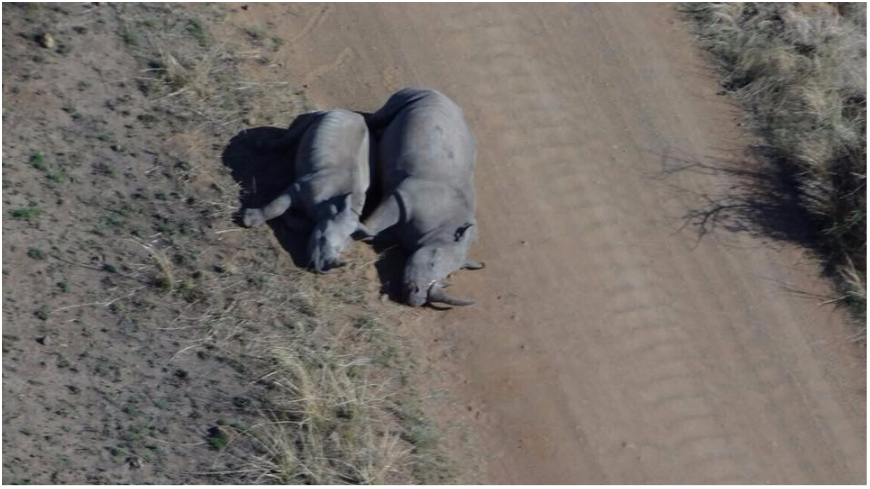 圖／Pilanesberg National Park & Wildlife Trust臉書