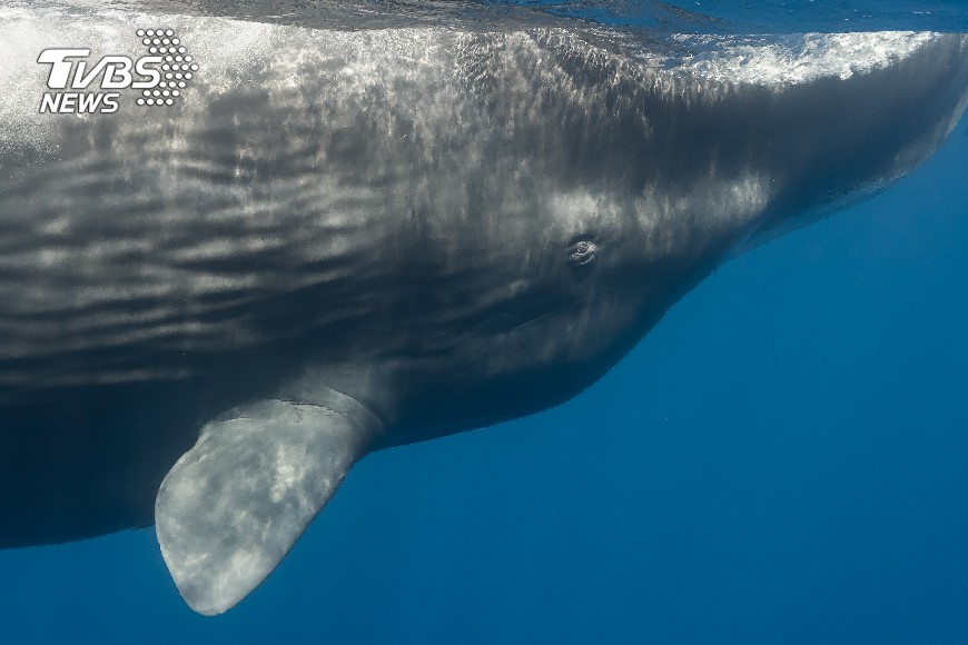 示意圖／TVBS 藍鯨如人類多為右撇子　覓食會隨機應變