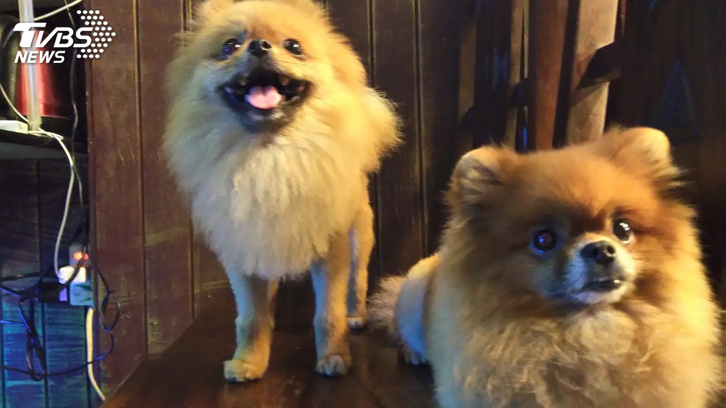領養動物應管制追蹤 提點子逾萬人附議