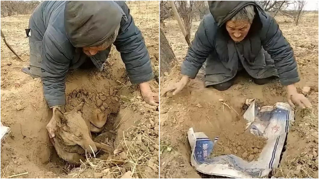 圖/《pet醬》頭條號