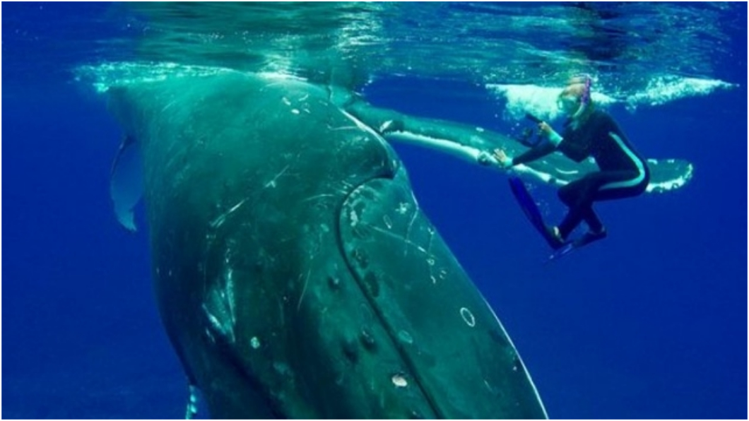 圖／取自《Metro》 潛水突遇鯊魚！座頭鯨把她「藏在鰭下」救一命