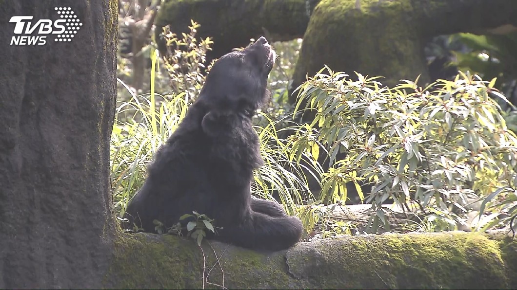 台灣黑熊被列易危物種，保育工作面臨挑戰。圖／TVBS 比貓熊珍貴！台灣黑熊登CNN頭條　背後原因卻辛酸