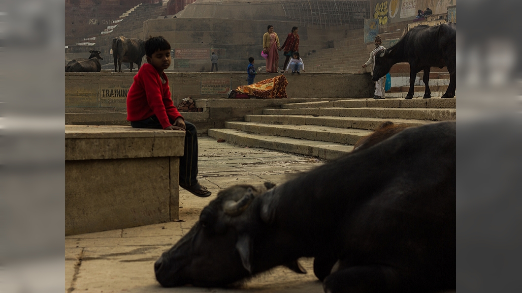 示意圖。圖／翻攝自visualhunt網站 感化新招！印度監獄靠養牛「神奇力量」矯治受刑人