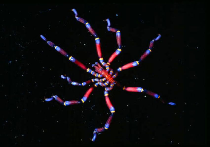 海蜘蛛大到驚人 南極生物體積普遍龐大 Tvbs新聞網