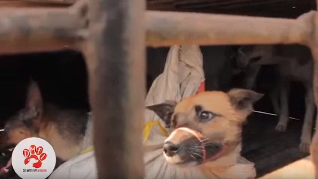 圖／翻攝YouTube  Dog Meat Free Indonesia