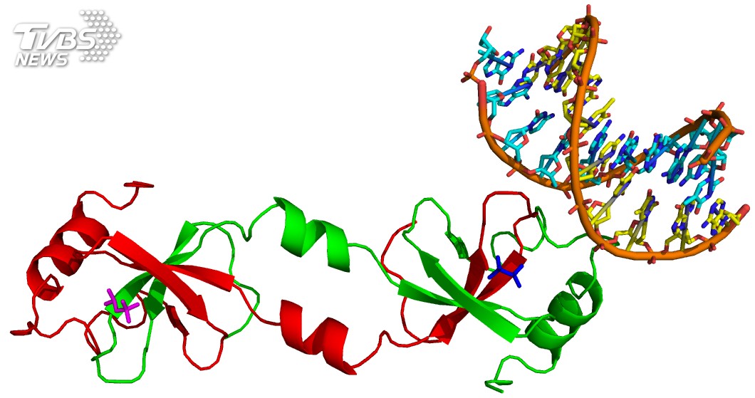 肝癌衍生生長因子(左)與基因(右)結合的三維結構 圖／國輻中心提供 