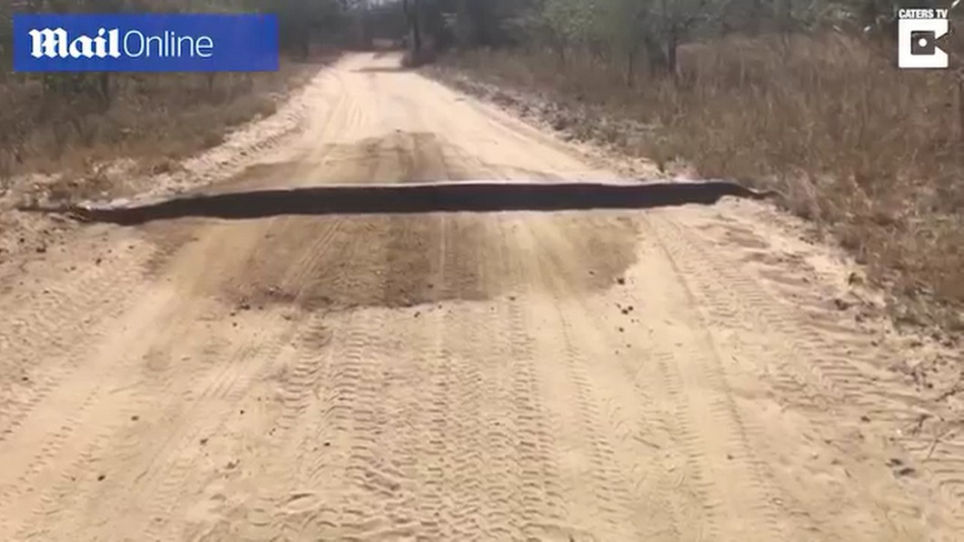 南非有名司機在鄉間小路發現減速丘，結果近看是條巨蟒。圖／翻攝自 YouTube