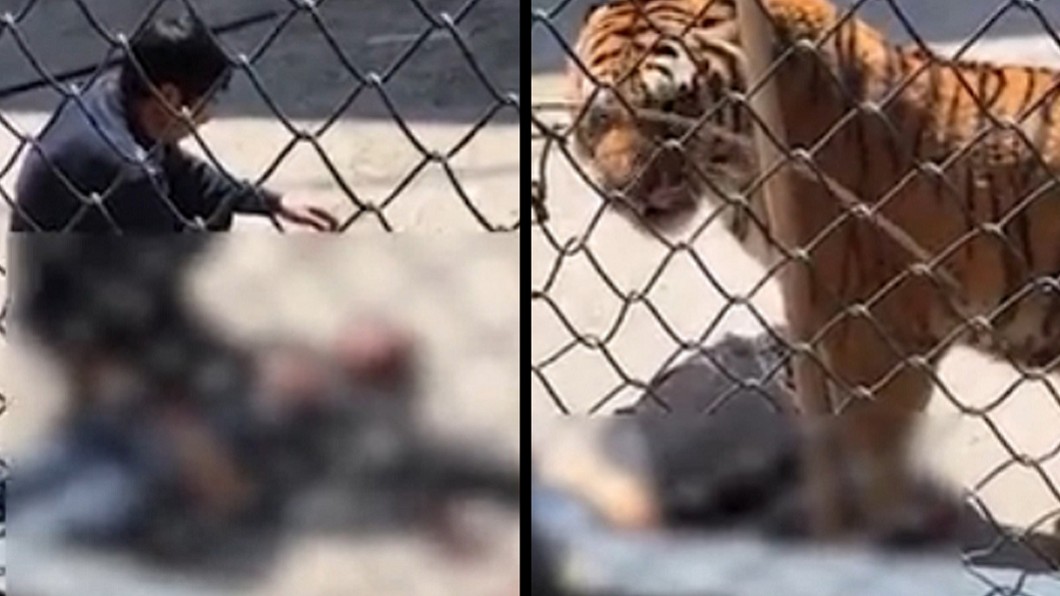 福州動物園老虎當天突獸性大發，將馴獸師咬死。圖／翻攝《頭條日報》