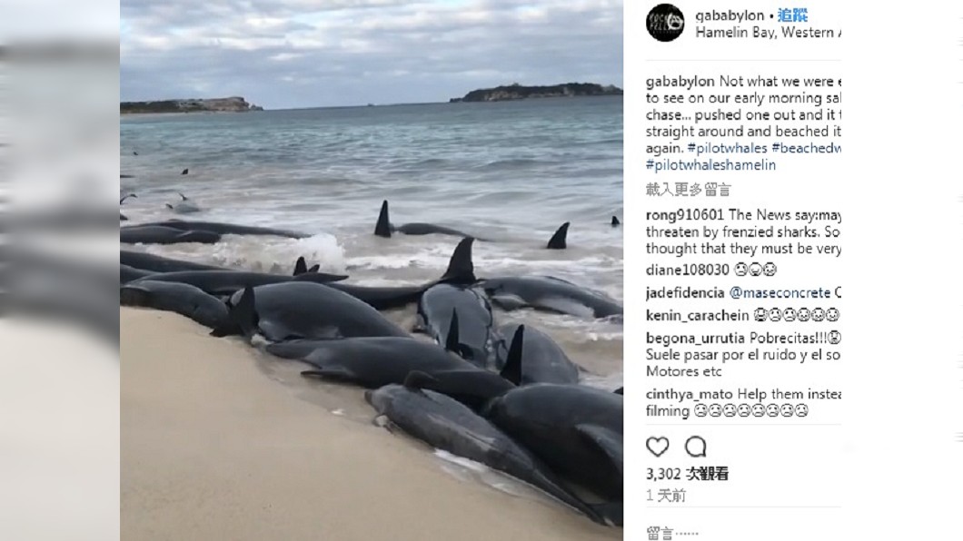 鯨魚們擱淺沙灘，即便順利游回海面，仍再次擱淺。圖／翻攝自Instagram