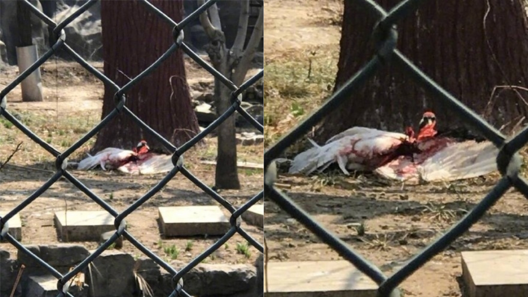 大陸動物園一名飼養員把保育動物丹頂鶴打到爆血。圖／翻攝自微博