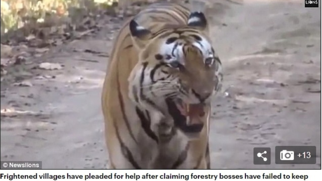  印度北方邦村莊一年有22位村民被老虎咬死並吃掉。圖／翻攝自英國每日郵報