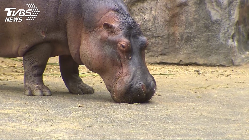 圖/TVBS 議員指動物園髒亂標示不清 柯文哲允整體改進