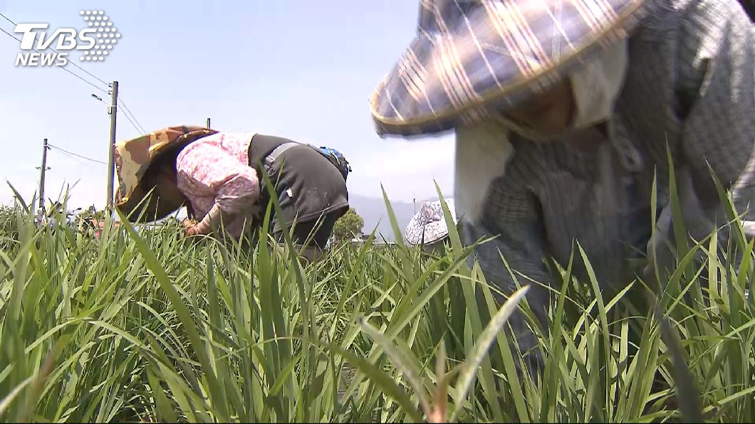 快訊/台農業缺工!擬開放越、印、泰、菲青年 打工度假