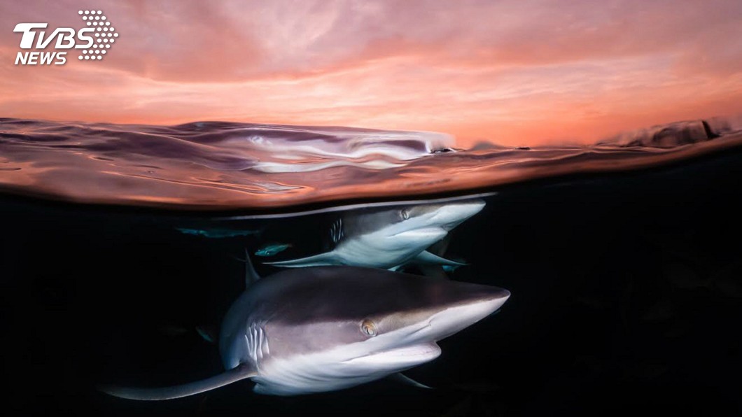 台灣攝影創作者吳秀玲以鯊魚與夕陽共舞的作品，在「2018第20屆地球之海攝影比賽」獲得「館石昭獎」，這是日本水下攝影最高榮譽。圖為吳秀玲所拍攝的Shark at dusk作品。 圖／中央社(吳秀玲提供
