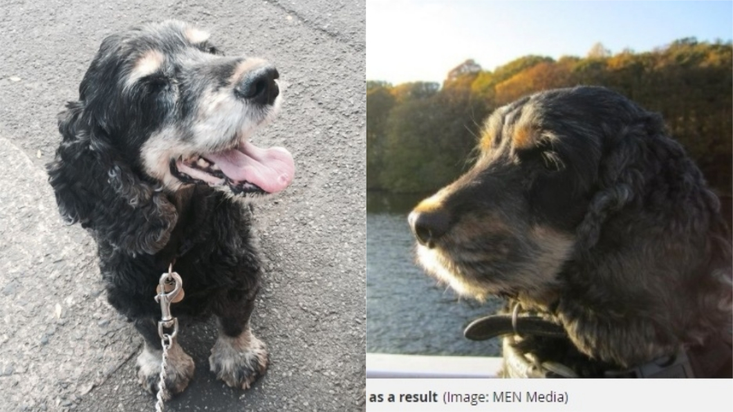 尼爾的愛犬哈維因為年邁,事後以安樂死結束生命。圖/翻攝自英國鏡報