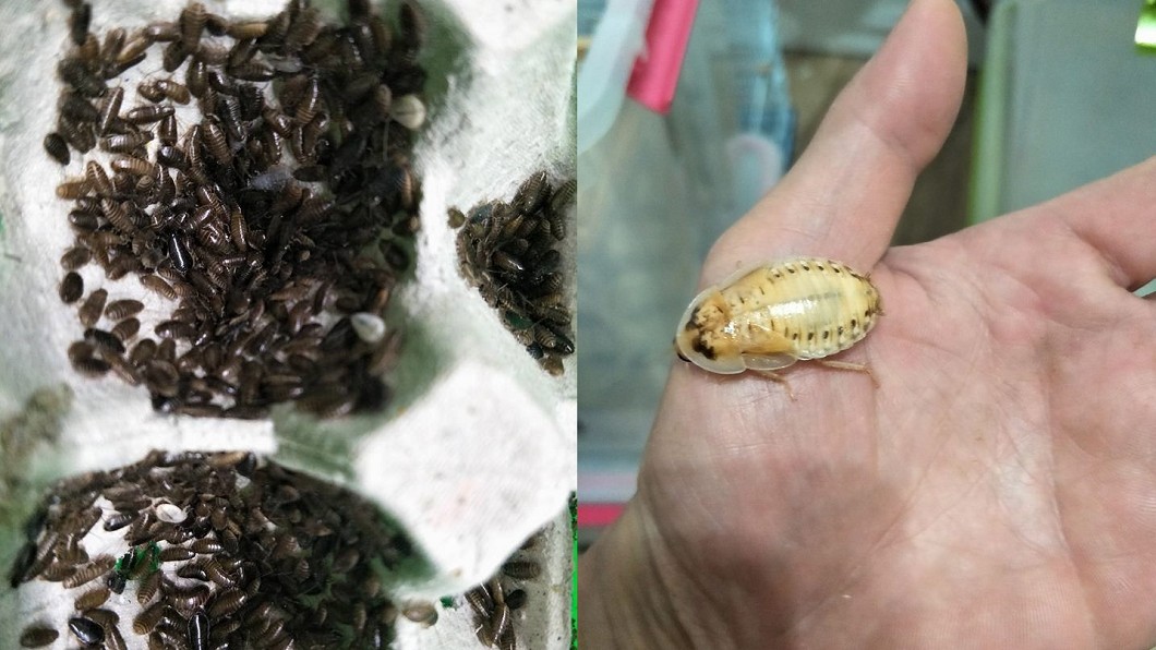 謝瑋晏靠養殖蟑螂每年進帳300萬,堪稱「蟑螂大王」。圖/翻攝自 臉書