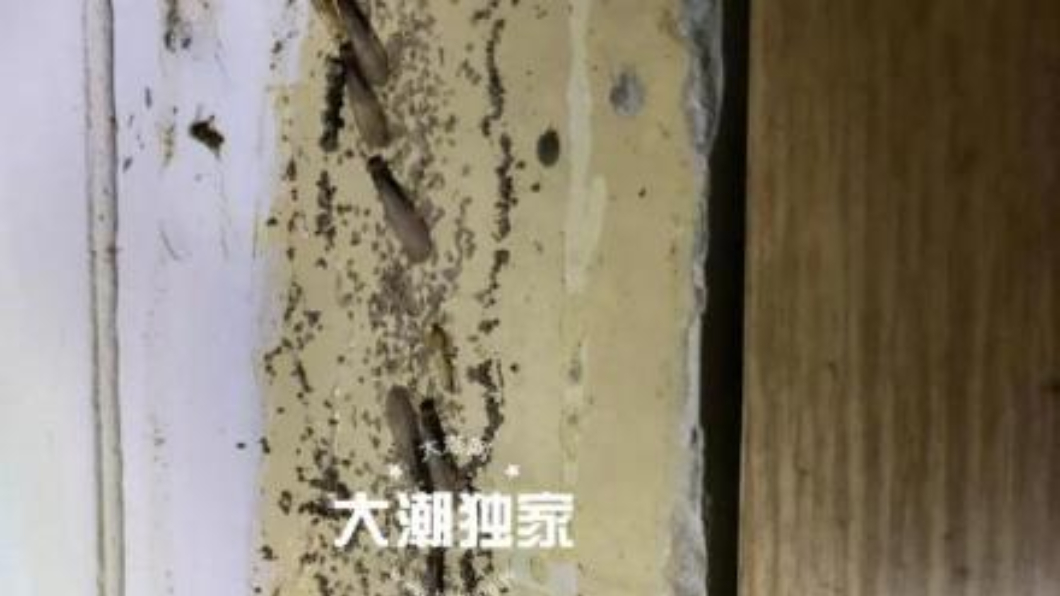 木板下藏了成千上百隻白蟻,整間屋子宛如「蟲屋」。圖/翻攝自大陸錢江晚報