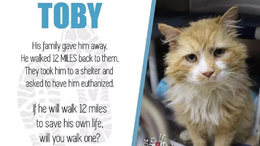 圖/翻攝自SPCA of Wake County Facebook