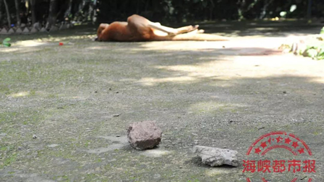 丟石頭逼牠跳 陸動物園袋鼠遭遊客砸死