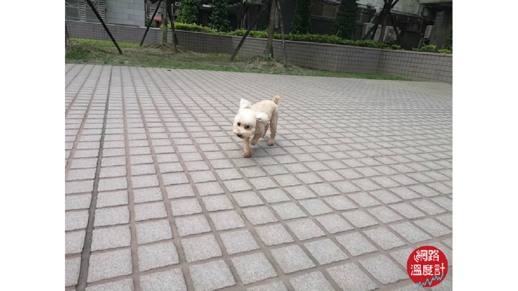 P20 Pro拍攝的小編R夫人愛犬ReRe奔跑照。圖/網路溫度計