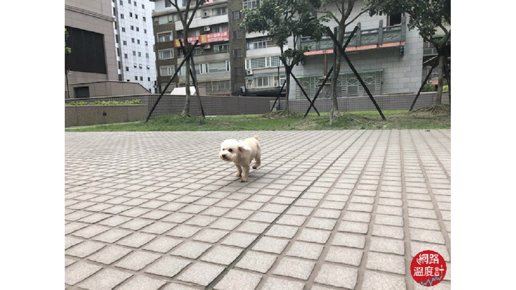 iPhone X拍攝的小編R夫人愛犬ReRe奔跑照。圖/網路溫度計
