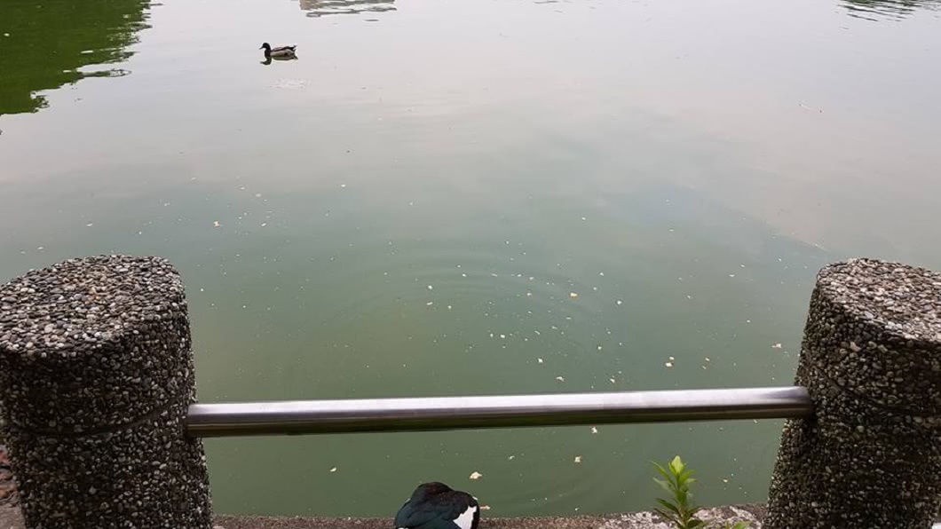 有網友回應:我都是這樣餵魚耶!(圖/翻攝自爆怨公社)
