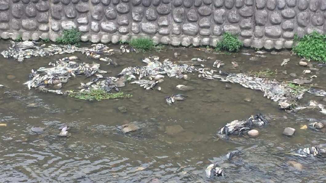 敬鵬大火廢水導致下游溪水近14噸魚隻暴斃。圖/翻攝自黃志杰臉書